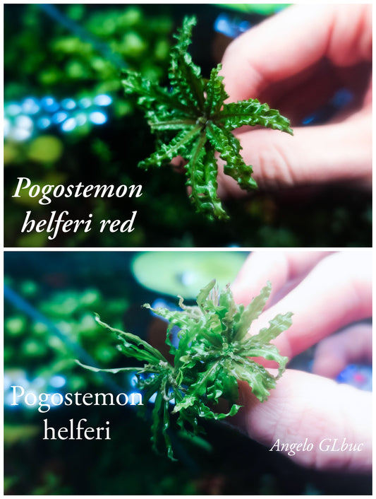 Pogostemon helferi red 2  plant