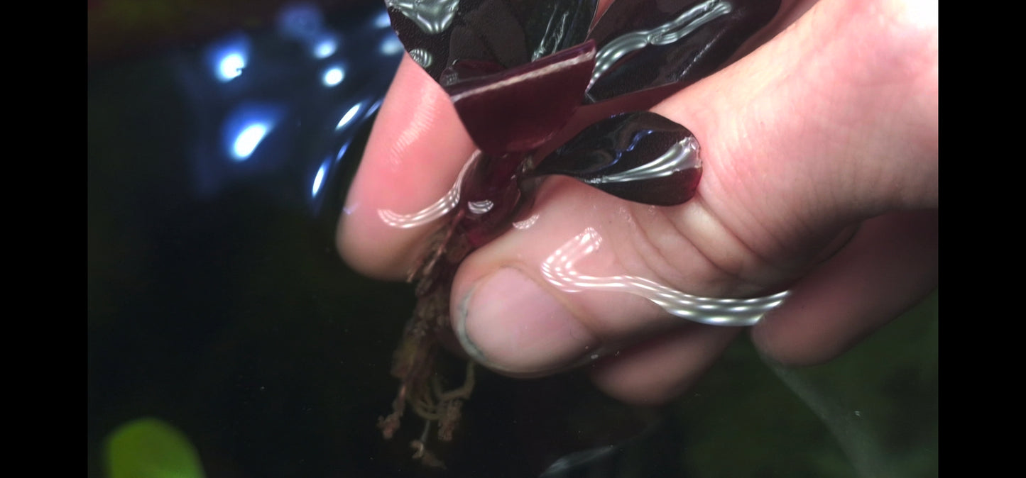 Bucephalandra blue safir/sapphire 1 rhizome 7cm