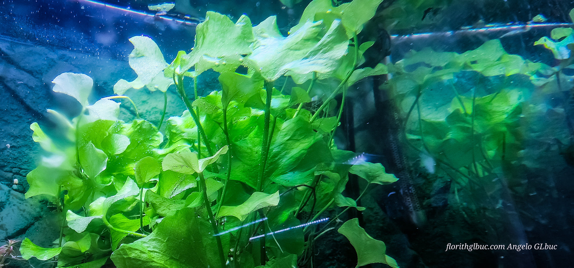 Nymphoides tawan aquatic plant, green broad leaves, set of 10 plants about 20 cm tall.

