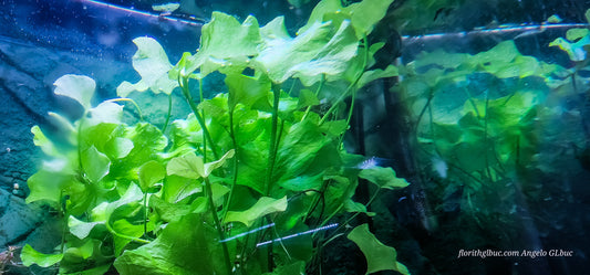 Nymphoides tawan aquatic plant, green broad leaves, set of 10 plants about 20 cm tall.

