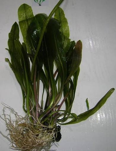 Aponogeton henkelianus