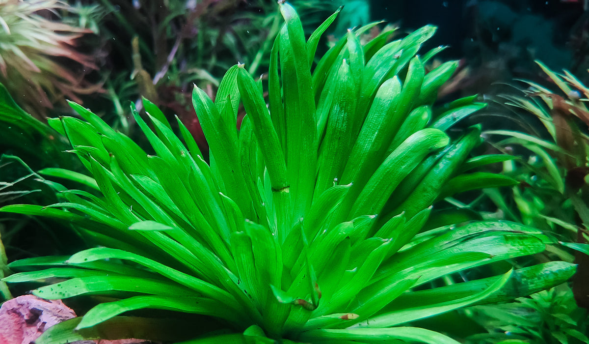 Eriocaulon cuspidatum 1 plant medium size