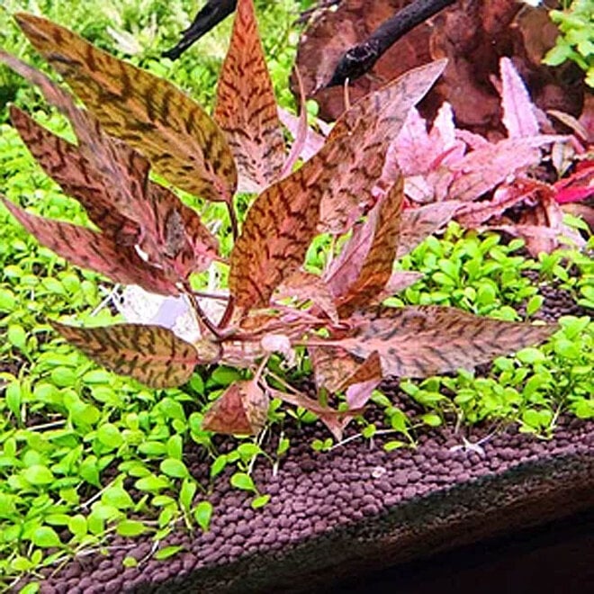 Cryptocoryne rosen maiden  nurii 1 plant