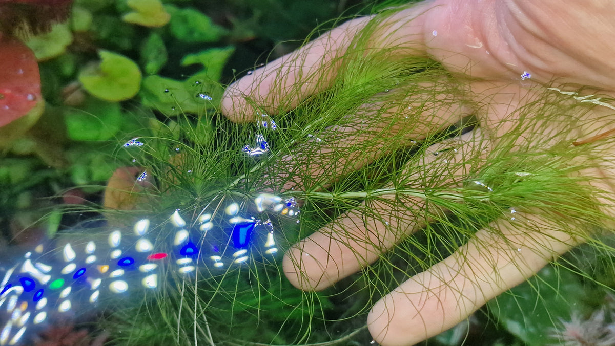 Eriocaulon setaceum.kimberly 2 stems 15cm