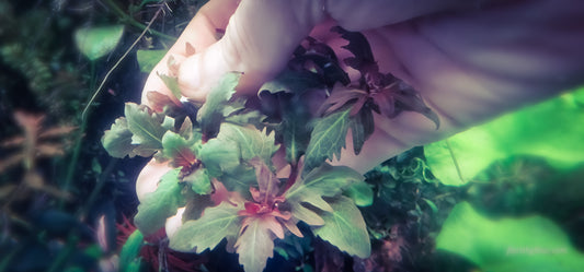 Hygrophila difformis red 4 stems