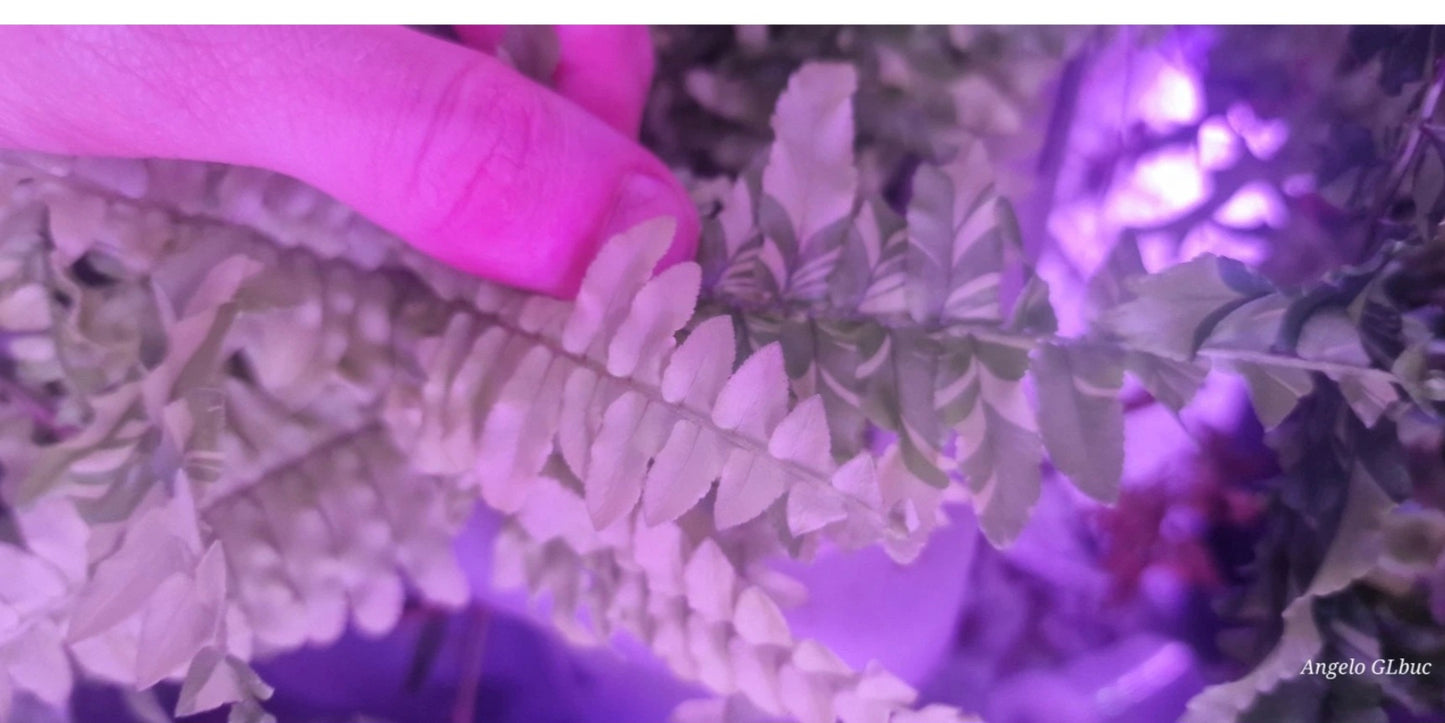 Nephrolepis exaltata variegata ‘Tiger’ Super White  1 plants 20/30cm terrarium plants