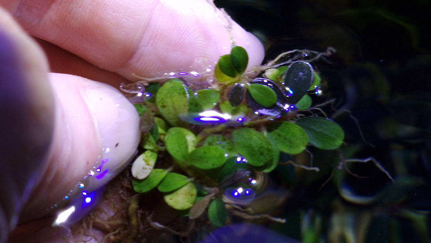 Super mini blue coin 1 plant