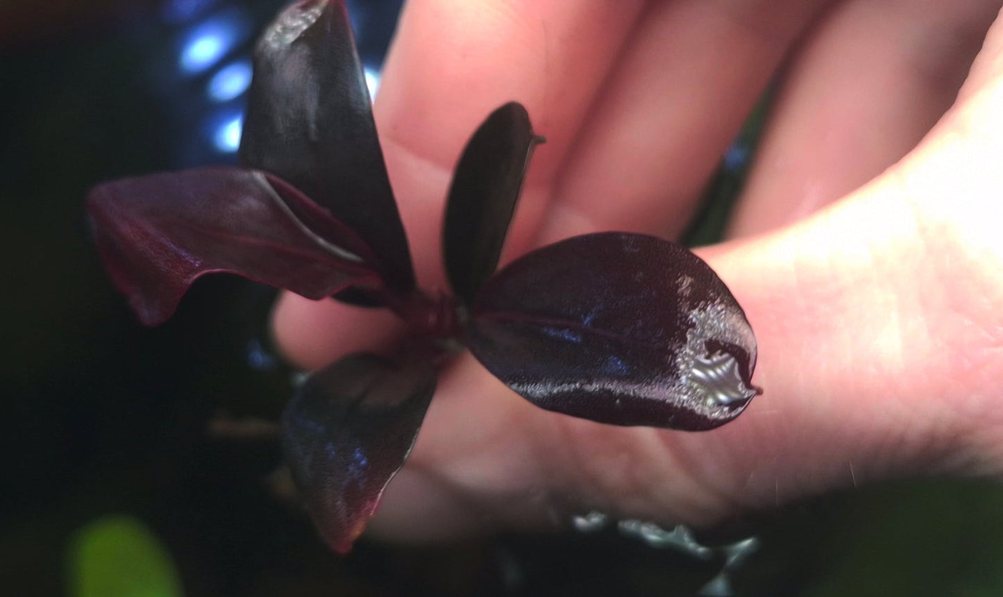 Blue moon 1 pcs  5/6 leaf