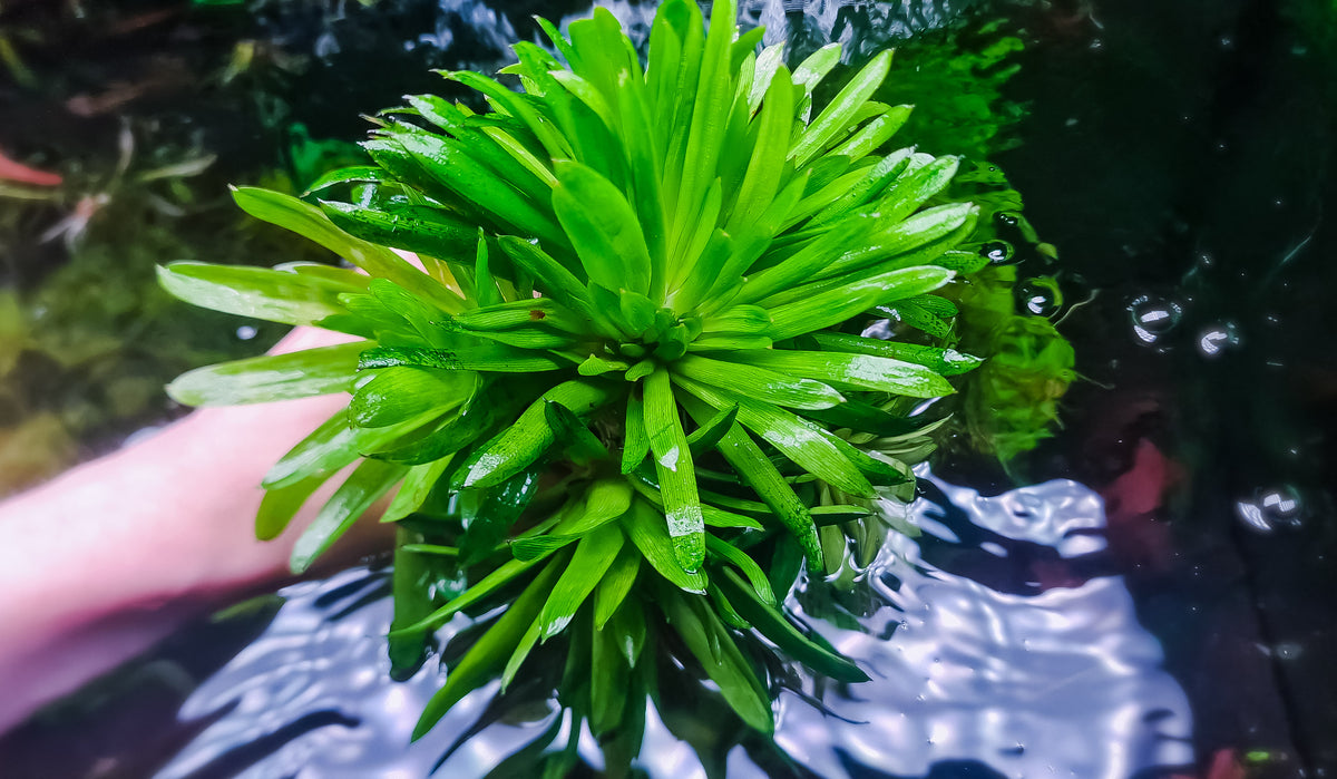 Eriocaulon cuspidatum 1 plant medium size