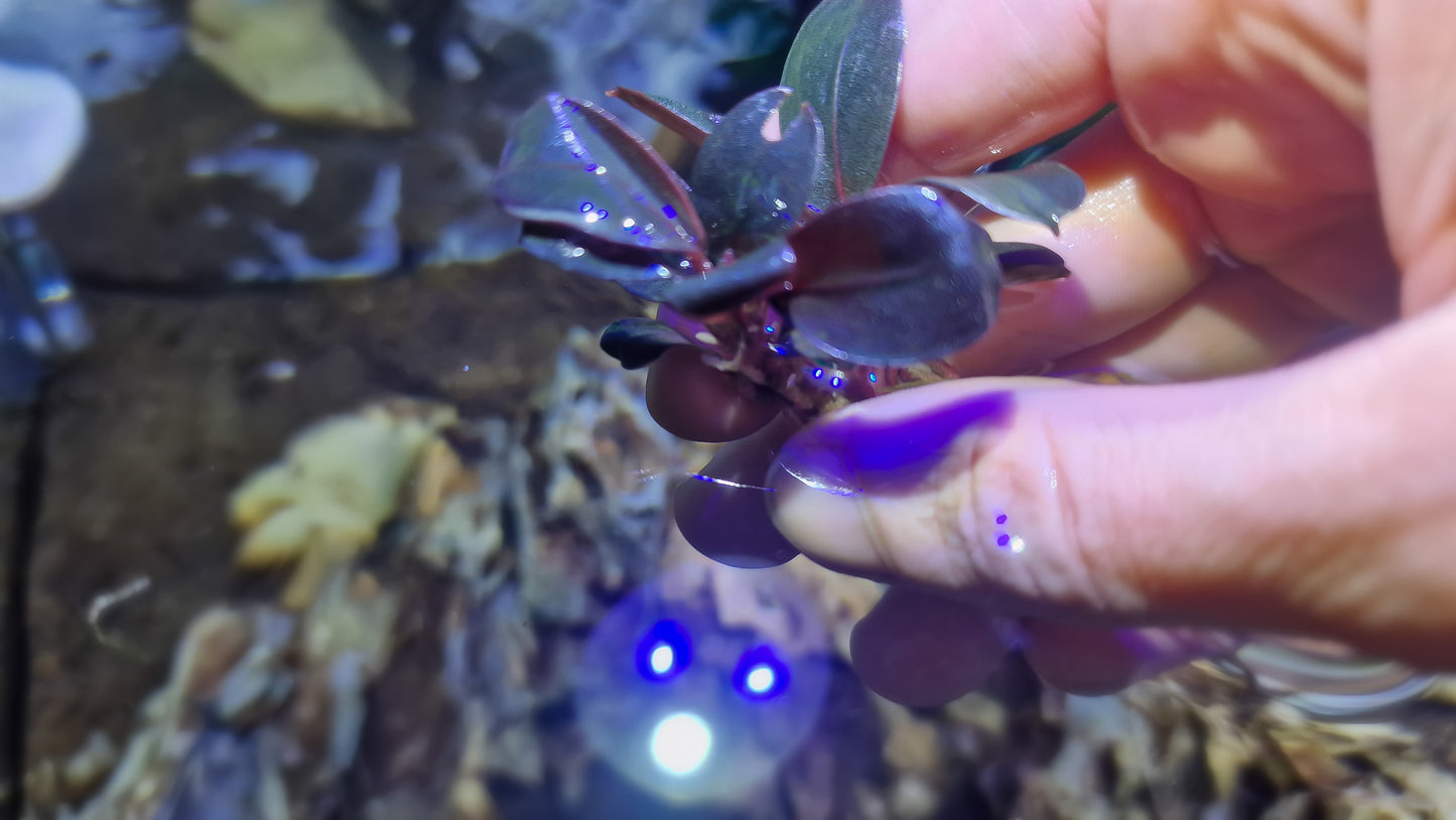 Bucephalandra blue safir 5cm rhizome
