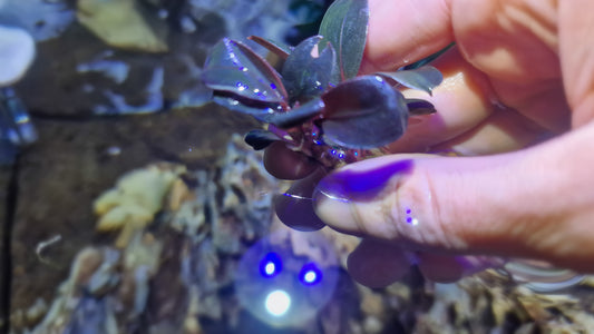 Bucephalandra blue safir 5cm rhizome