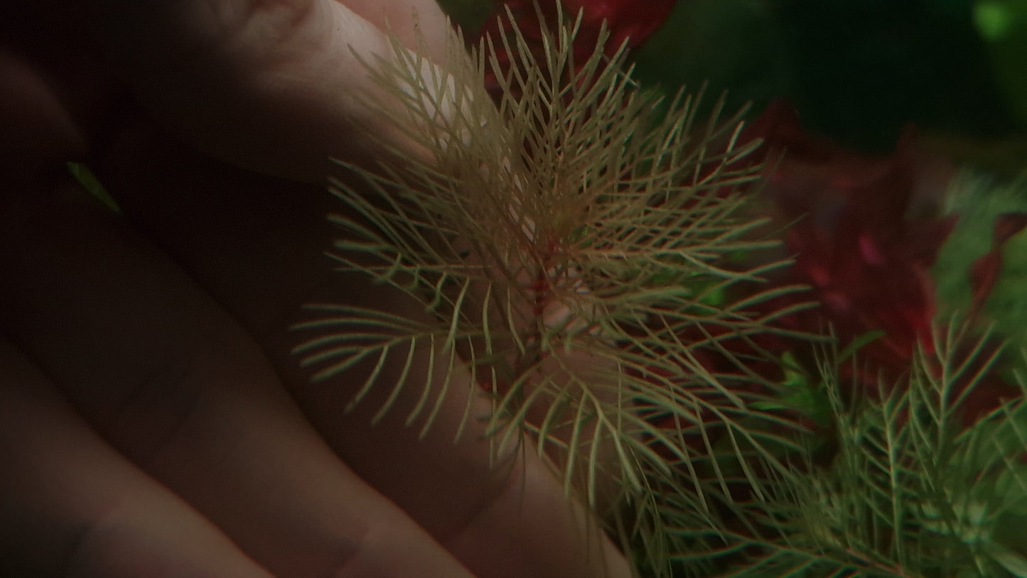 Myriophyllum sp. "Roraima 10 stems
