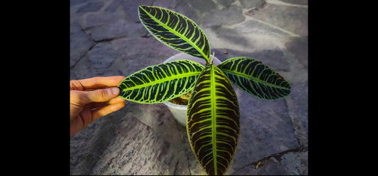 Labisia Ardisia All Color - Mintterra