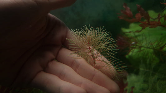 Myriophyllum sp. "Roraima 10 stems