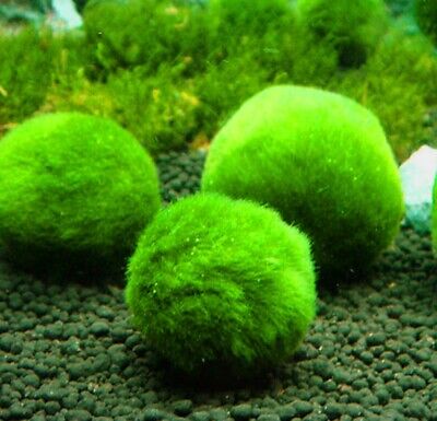 cladophora aegagropila 3 pcs