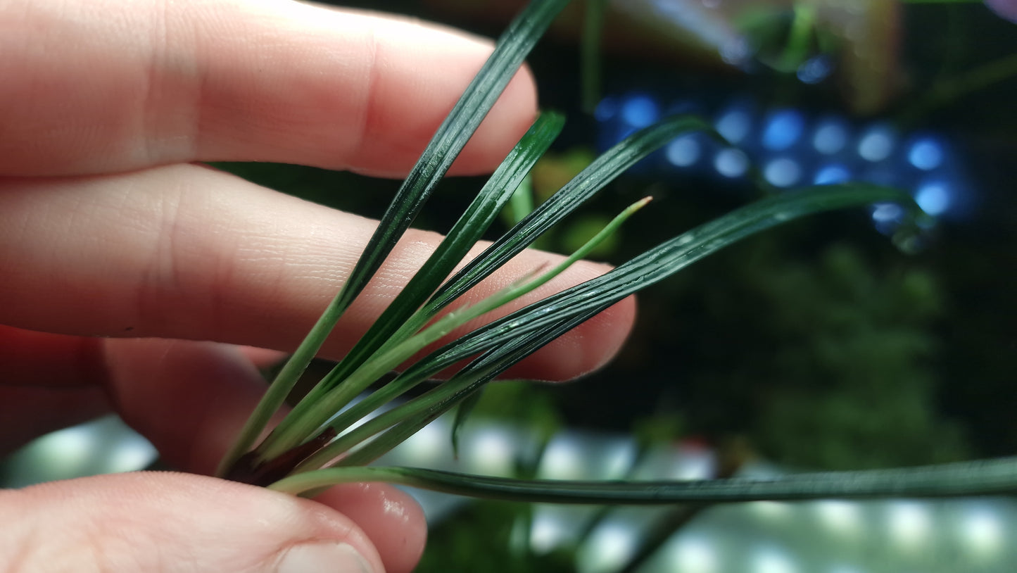 Fenestratarum callum 1 rhizome 5cm