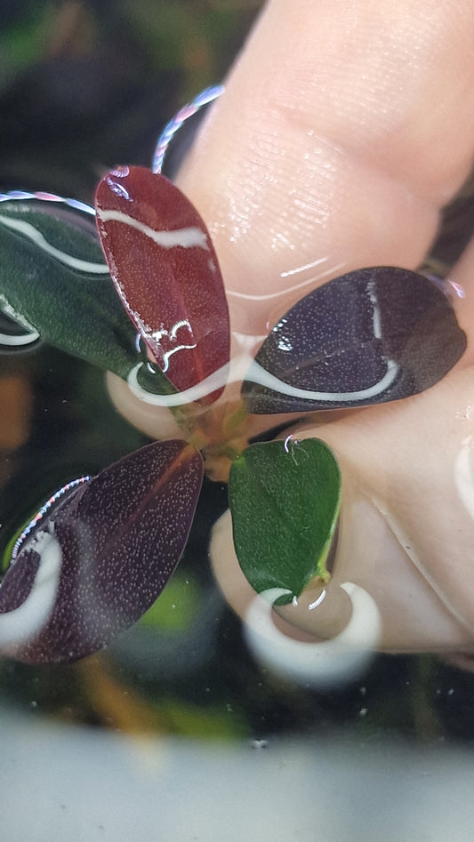 Bucephalandra red evil