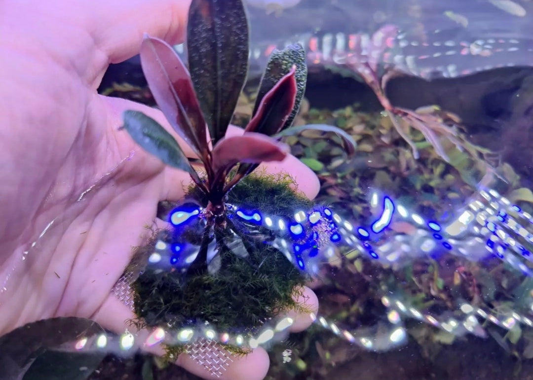 Bucephalandra paris 1pcs 5cm rhizome