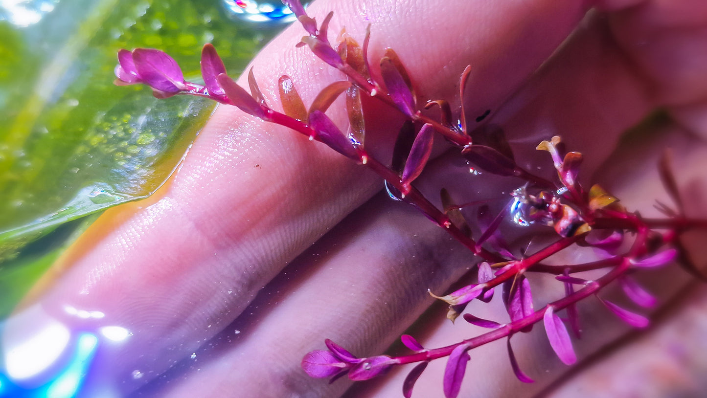 Rotala Orange leaf variant india 3 stems 20cm