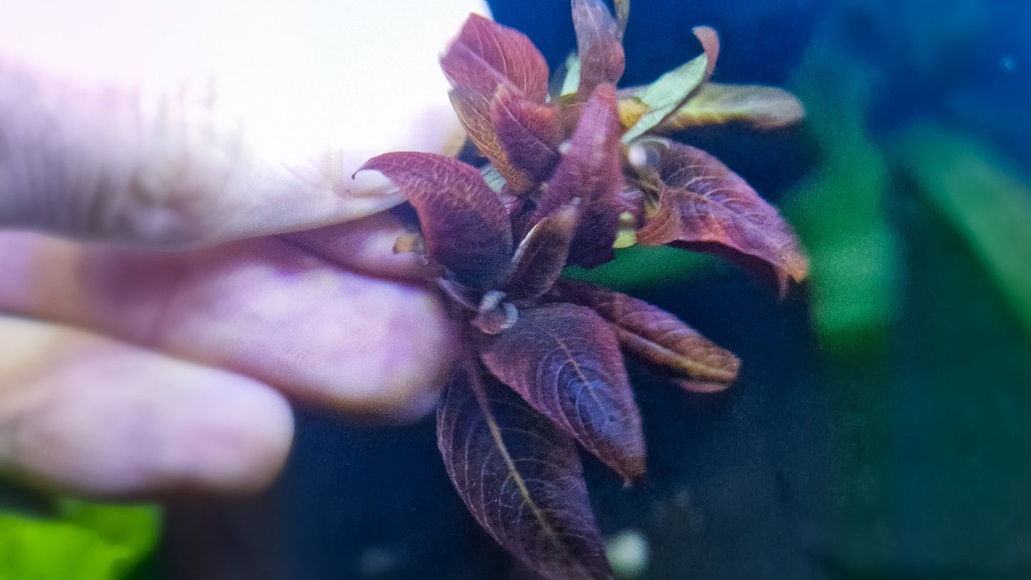 Hygrophila corymbosa "Kompakt" 5 stems 5cm