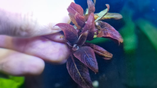 Hygrophila corymbosa "Kompakt" 5 stems 5cm