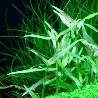 Murdannia keisak 6 stems 15cm