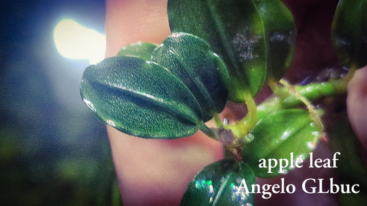 Bucephalandra Apple leaf 10x10cm Clamp