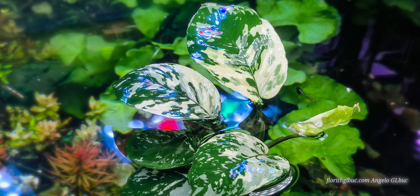 Anubias varking mother plants mother plants