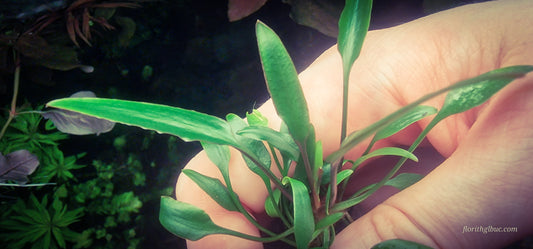 Cryptocoryne parva 5 plants large