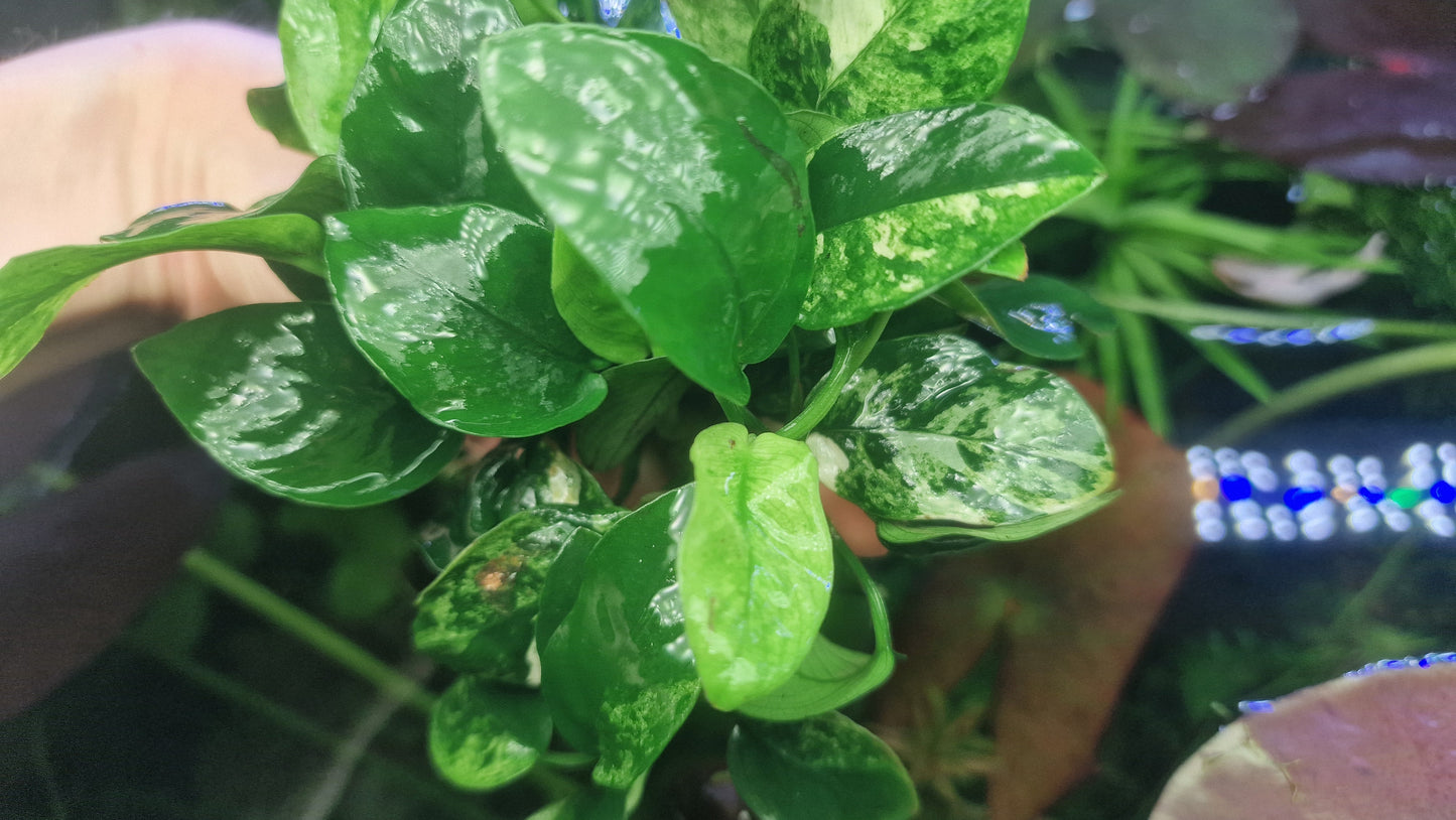 Anubias marble 1 rhizome 5cm