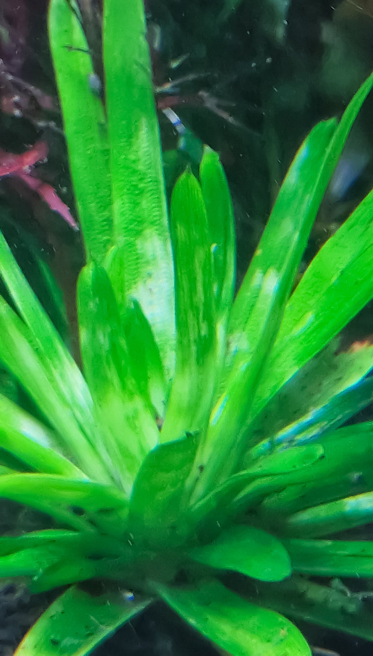 Eriocaulon cuspidatum 1 plant medium size