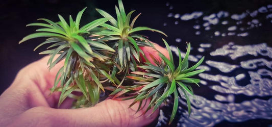 Syngonanthus vichada 1 plant