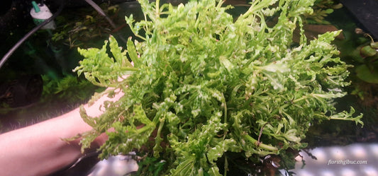 Pogostemon helferi 1 portion large  4 mother plants