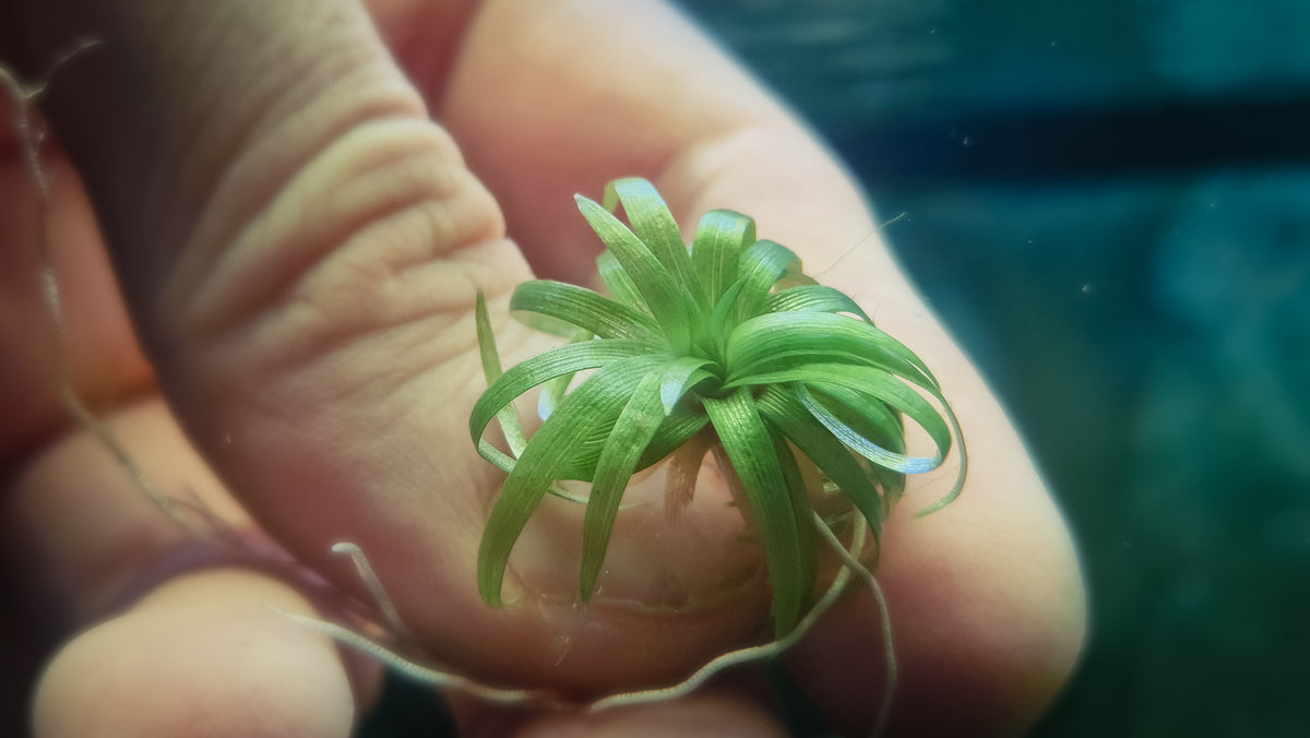 Eriocaulon sp. “Bahia Mini Taco” – 1 pc