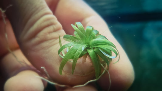 Eriocaulon sp. “Bahia Mini Taco” – 1 pc