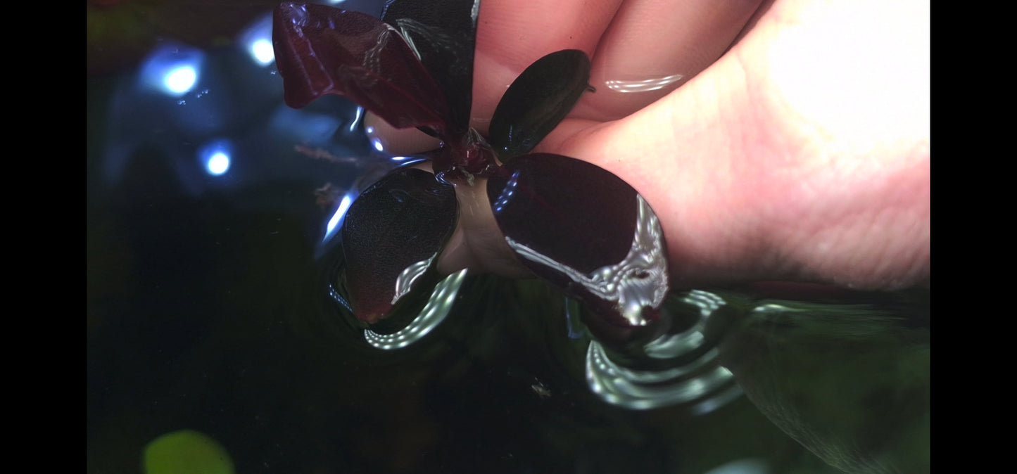 Bucephalandra blue safir/sapphire 1 rhizome 7cm