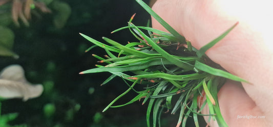 Eriocaulon vietnam 2  plants