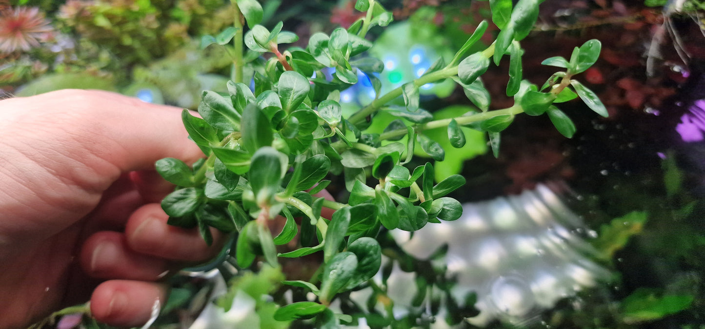 Rotala indica  10 stems 15cm