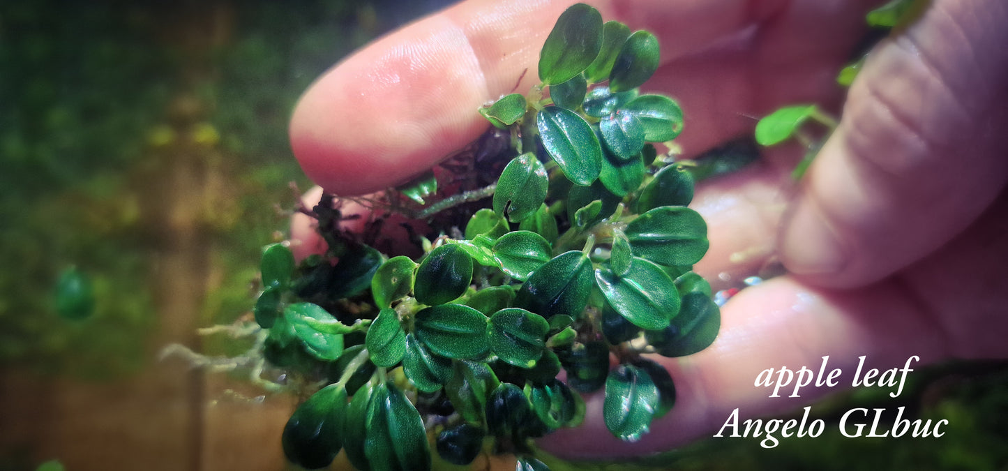 Bucephalandra Apple leaf 10x10cm Clamp