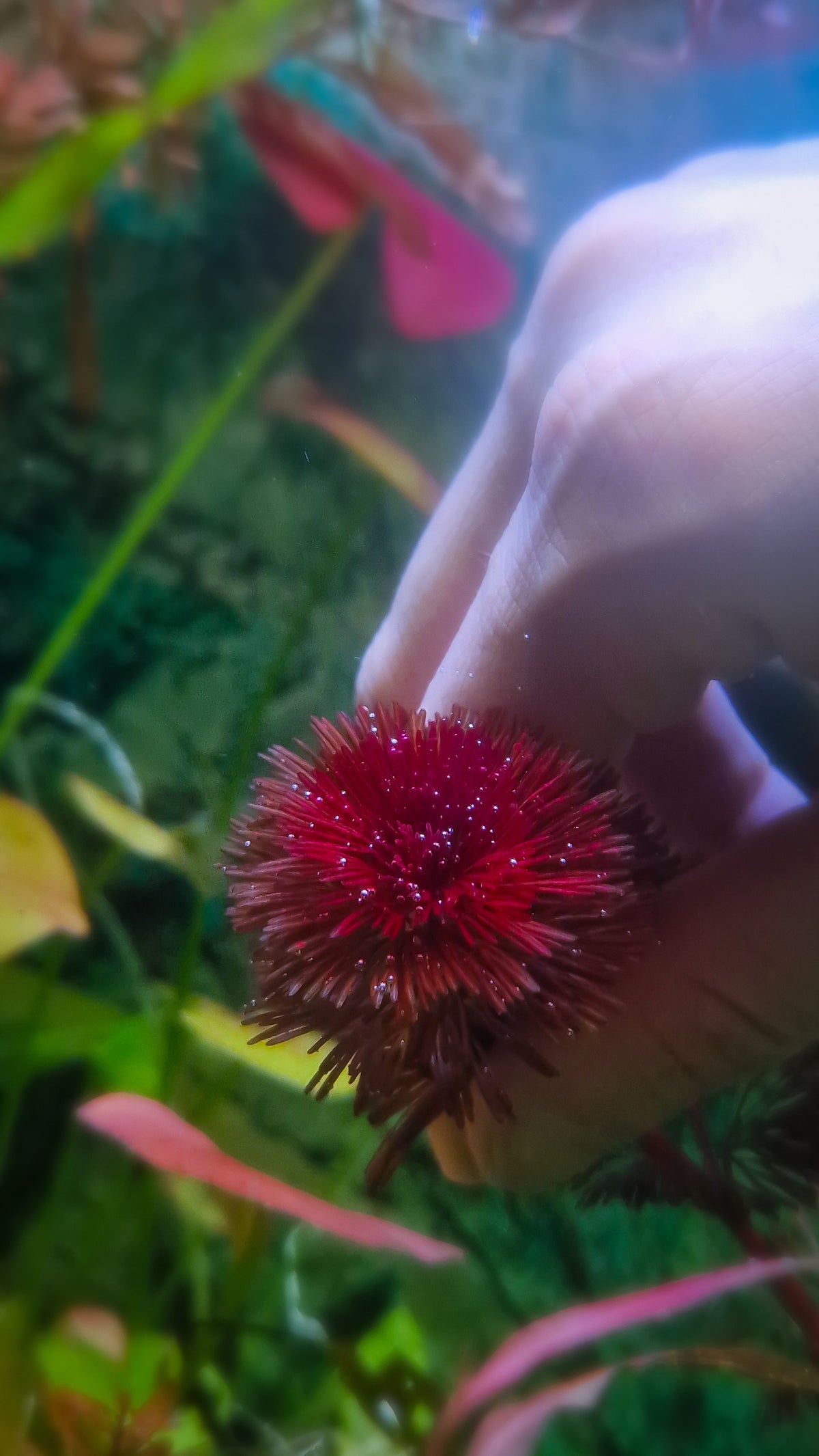 Cabomba furcata purple 2 stems 15cm