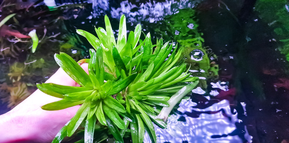 Eriocaulon cuspidatum 1 plant medium size