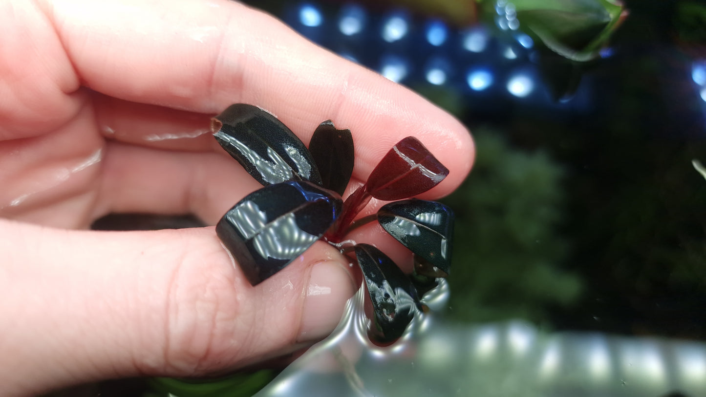 Bucephalandra shine 1 rhizome 5/7cm hight quality