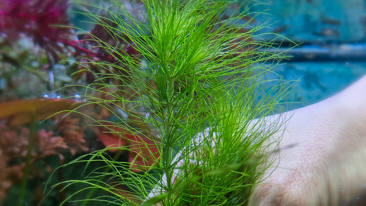 Eriocaulon setaceum.kimberly 2 stems 15cm
