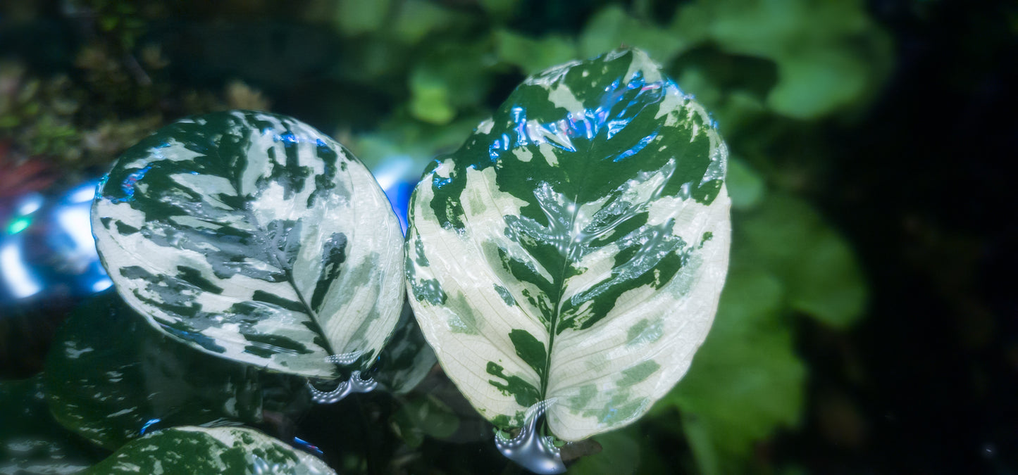 Anubias varking mother plants mother plants