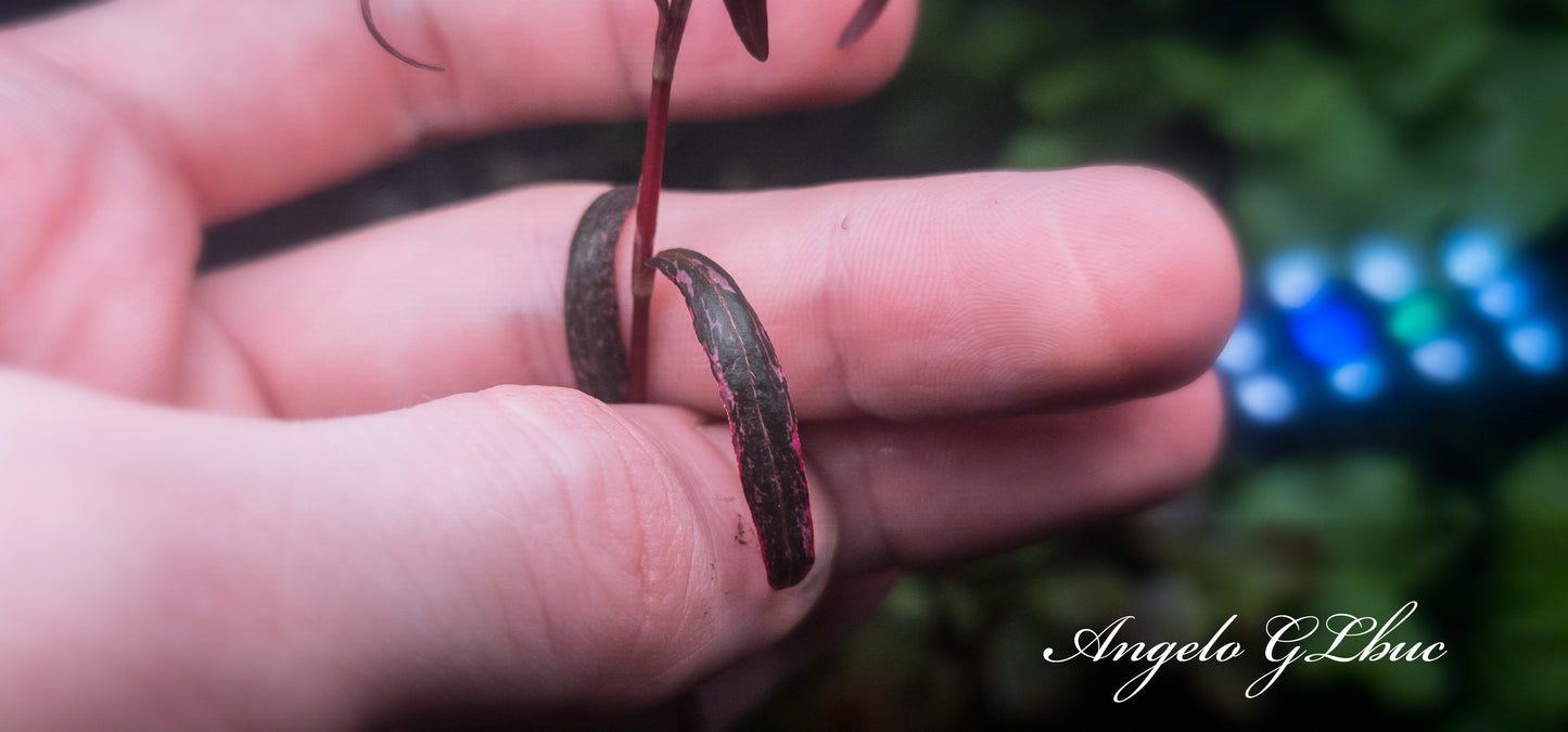 Persicaria sao paulo variegated by Angelo GLbuc(1 november 2025 available in the growth phase)