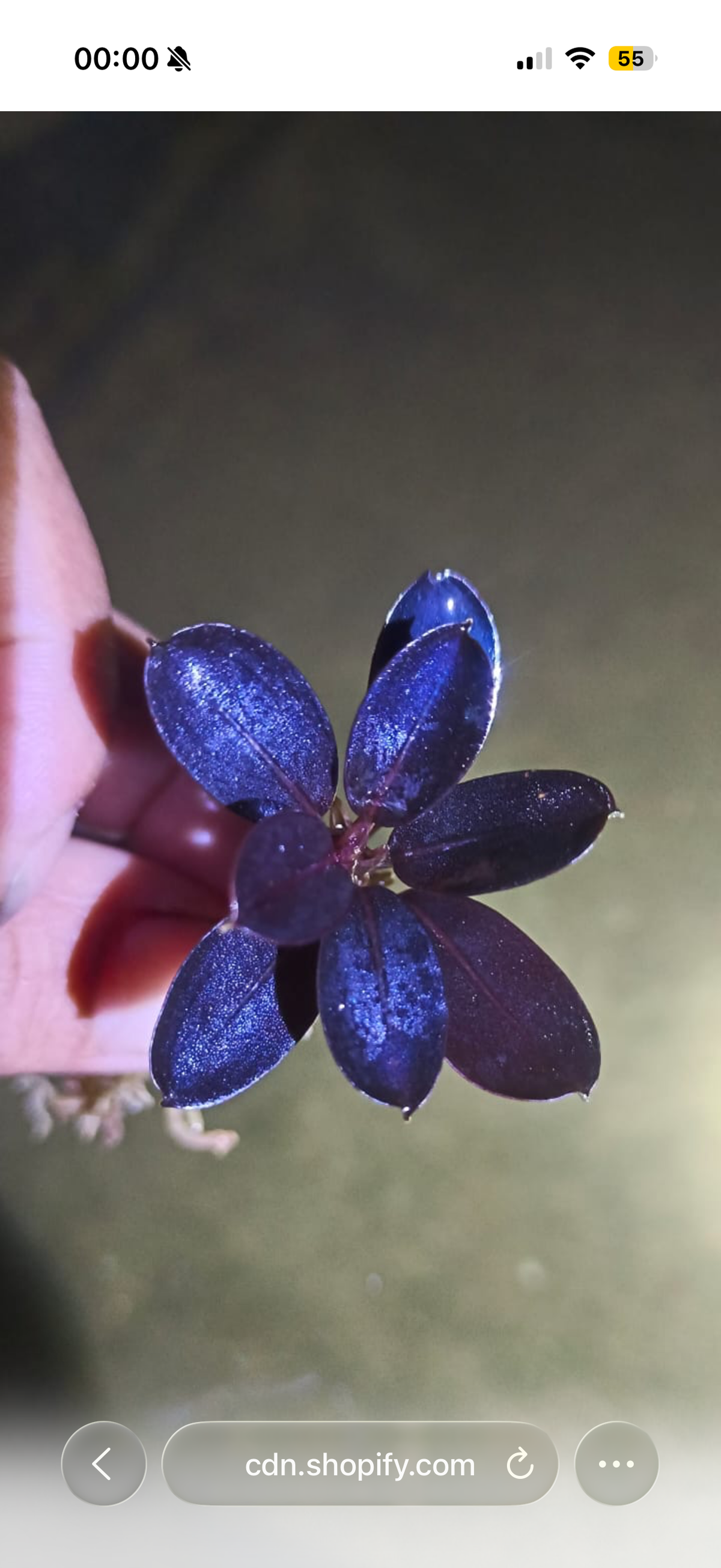 bucephalandra moon light 1pcs