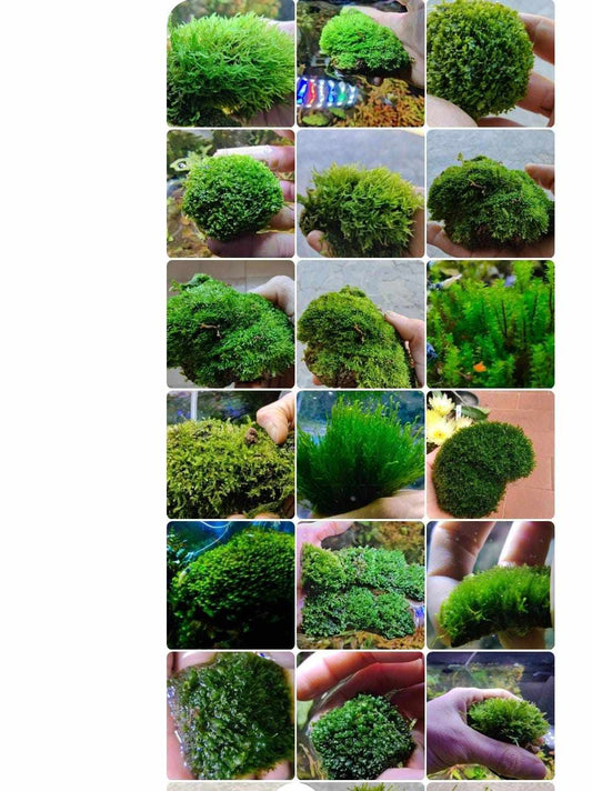 3 different moss  7x7cm