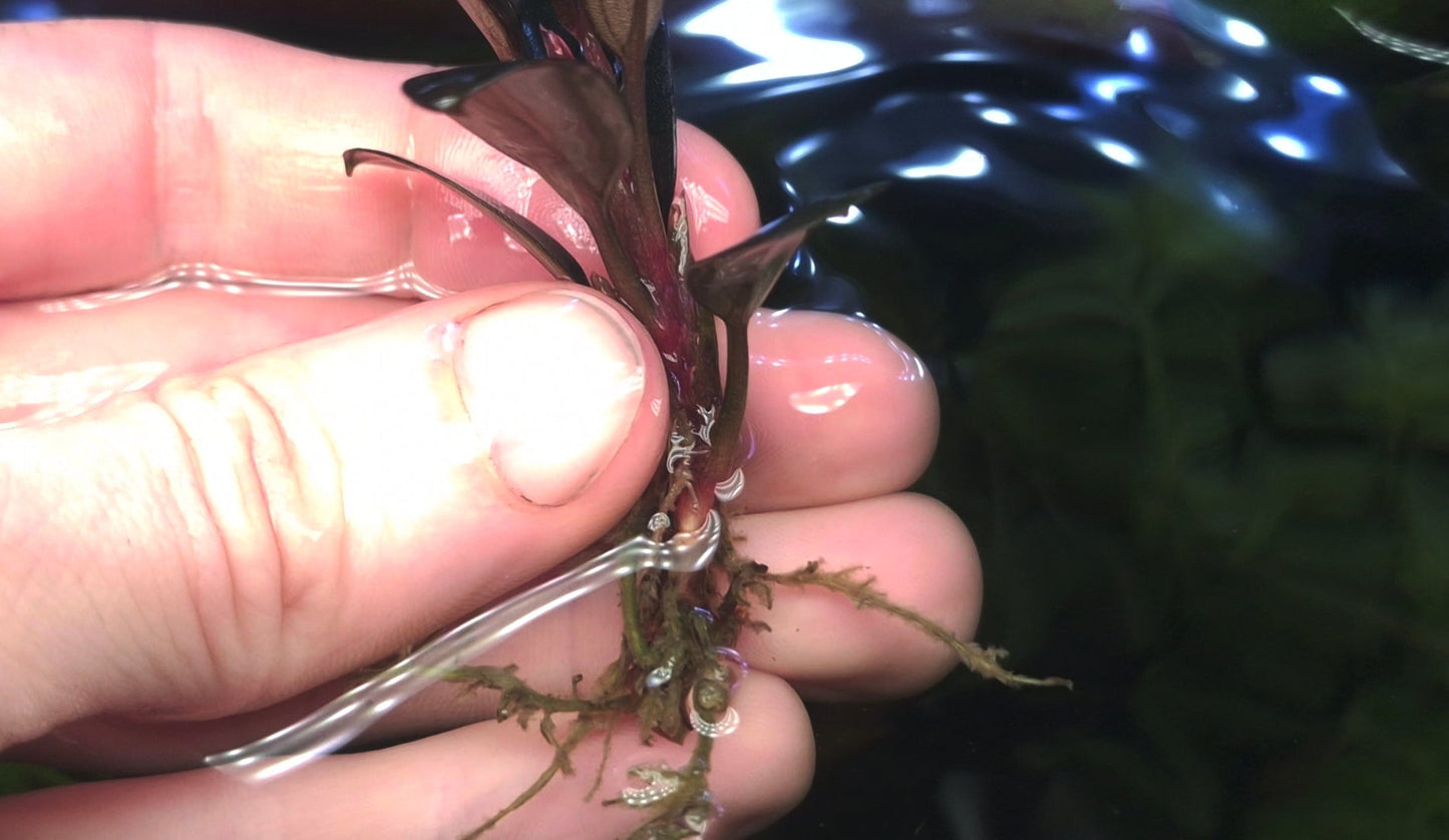 Blue moon 1 pcs  5/6 leaf