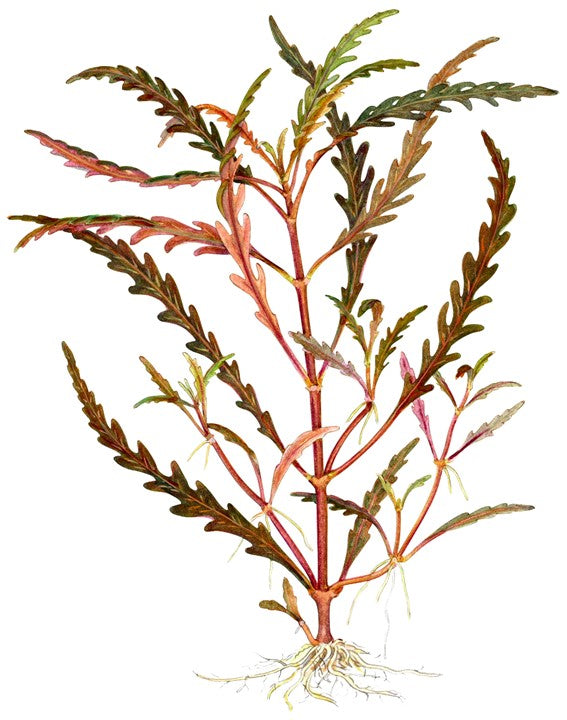 H.Pinnatifida