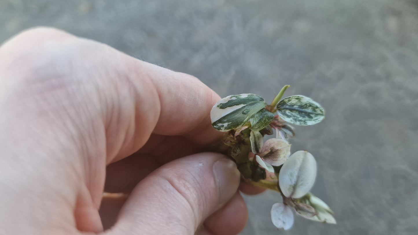 Bucephalandra helena variegated 1pcs